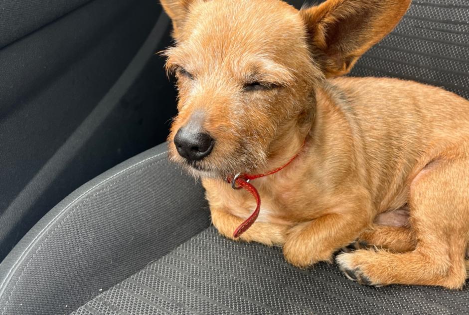 Alerte Découverte Chien Mâle Lens France