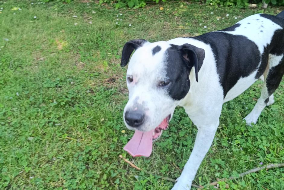 Alerte Découverte Chien Mâle Anzin-Saint-Aubin France
