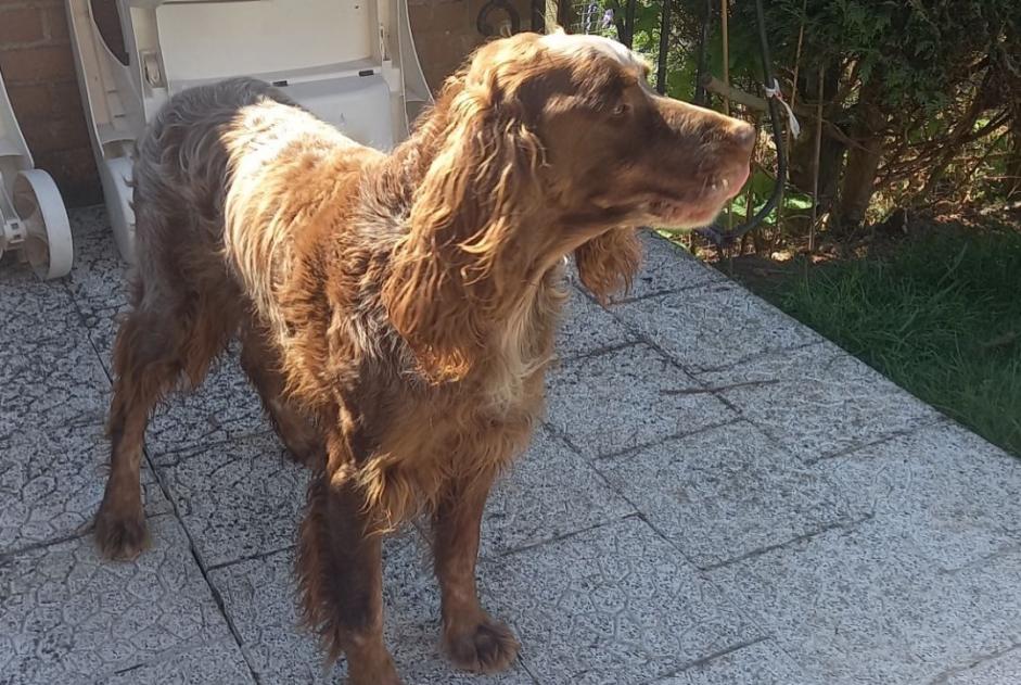 Avviso scomparsa Cane  Maschio , 1 anni Acheville Francia