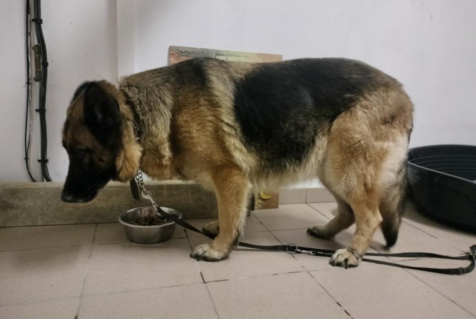 Alerta descoberta Cão Fêmea Habarcq France Alerta descoberta Cão Fêmea Habarcq France